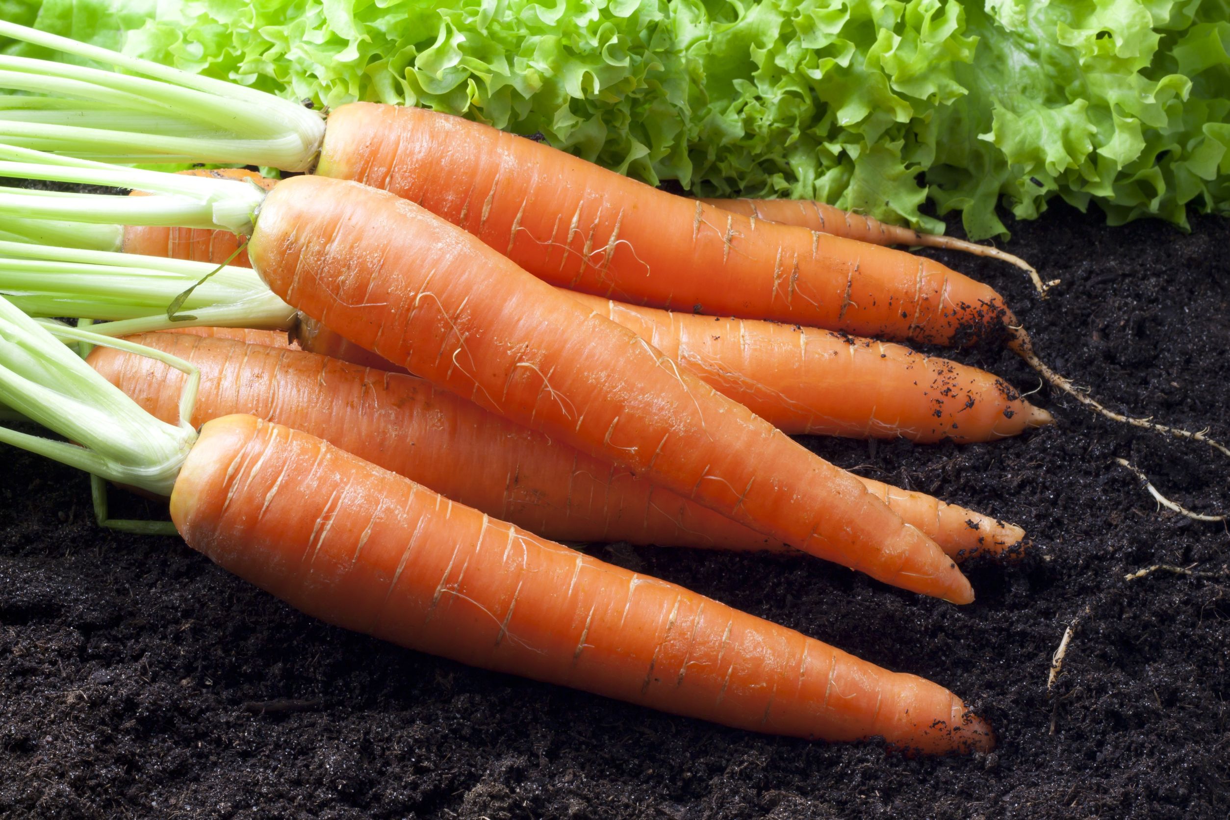 Как растет морковь. Морковь витаминная 6. Морковь f1 Ньюс. Морковь Каротан. Морковь Нандрин.
