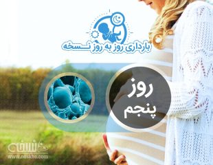 روز پنجم بارداری