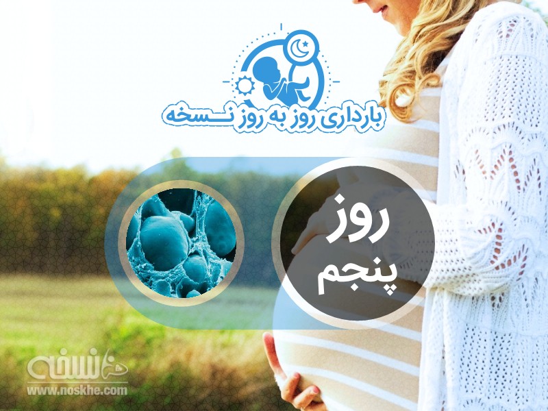 روز پنجم بارداری