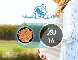 روز 18 بارداری