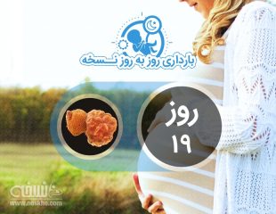 روز نوزدهم بارداری