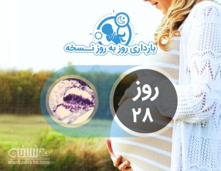 روز بیست و هشتم بارداری