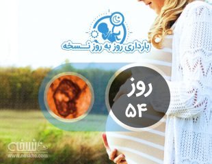 روز پنجاه و چهارم بارداری