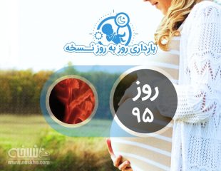 روز نود و پنجم بارداری
