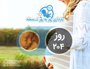 روز دویست و چهارم بارداری