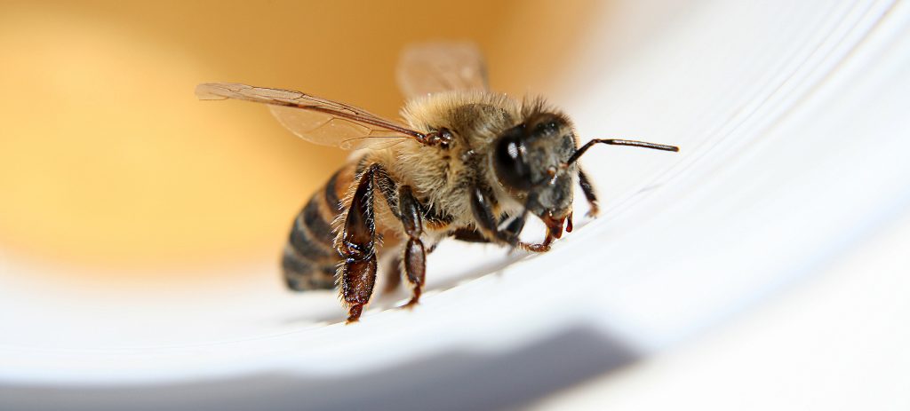 آیا درمان های مثل نیش زنبور برای ام اس مفیدند؟