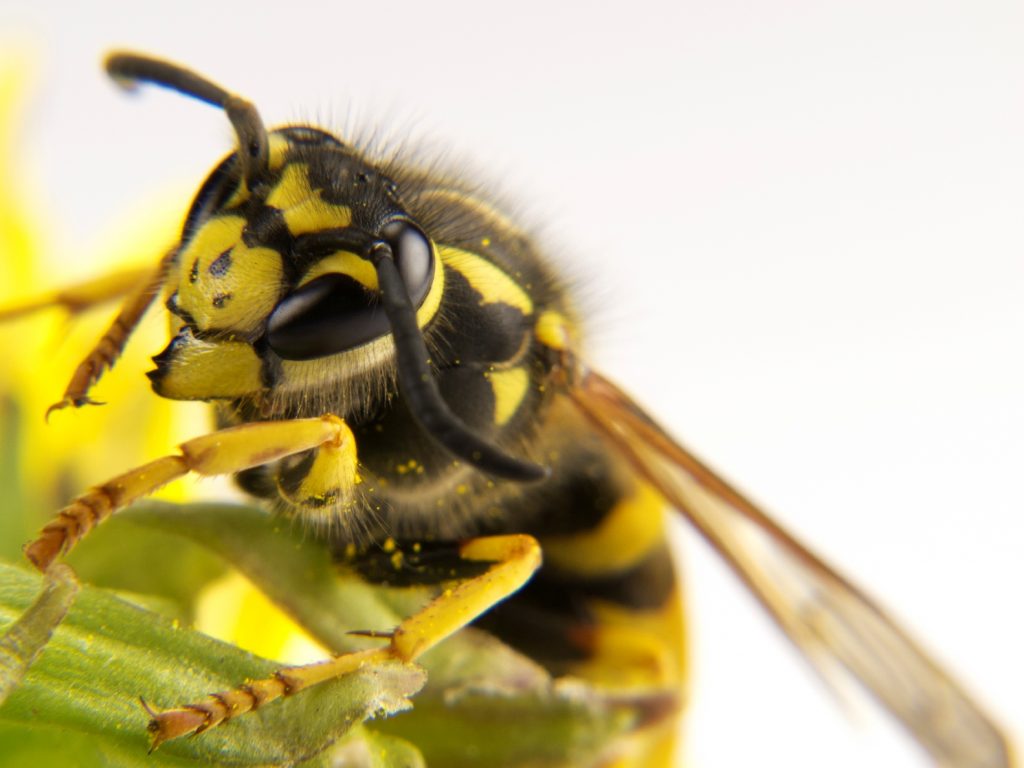 آلرژی به نیش زنبور