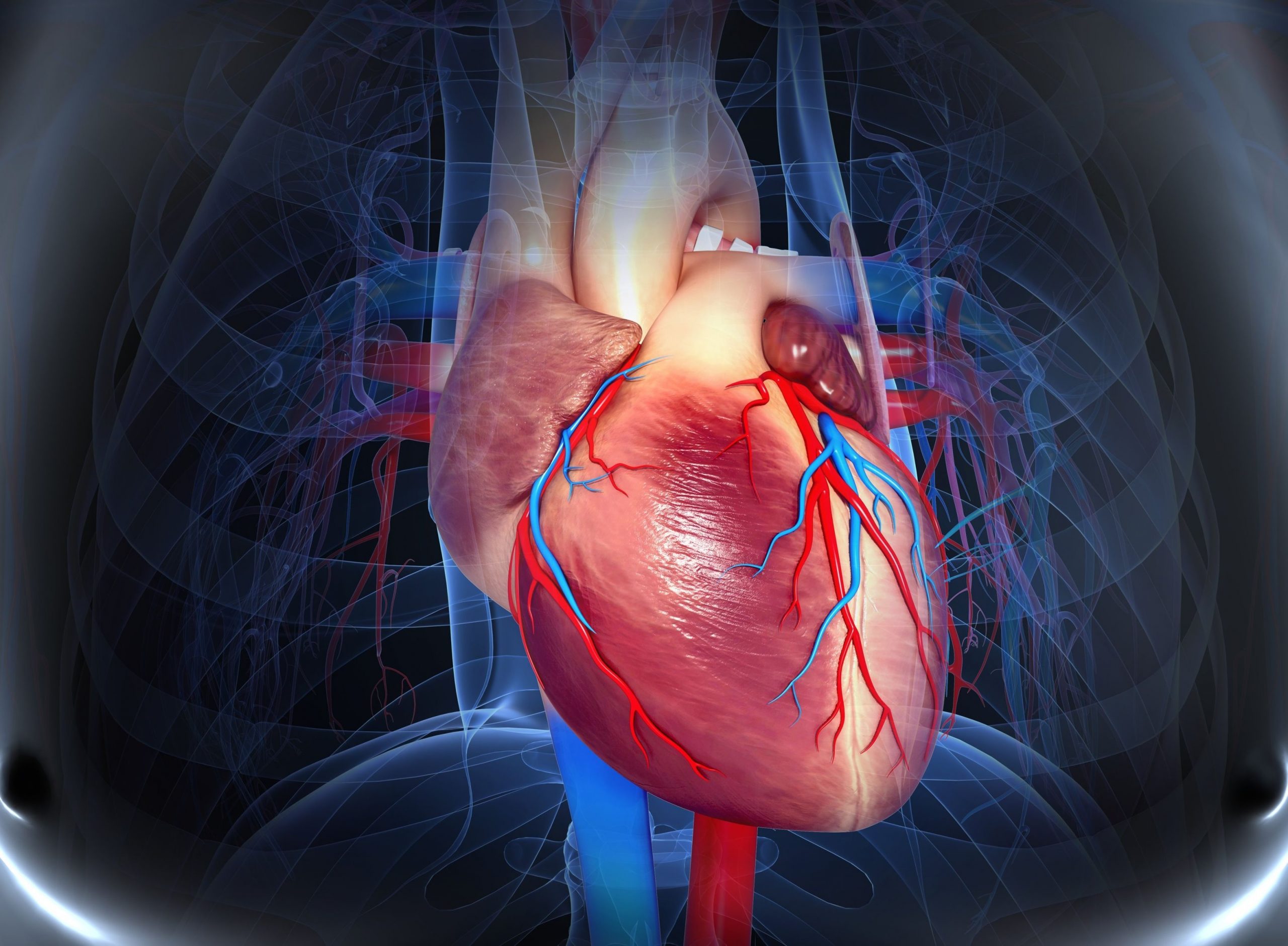Сердце снизу. Сердечно-сосудистые заболевания. Сердечно сосудистая патология. Болезни сердечно-сосудистой системы.