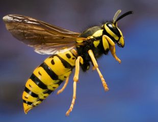 گزش زنبور یا زنبور عسل
