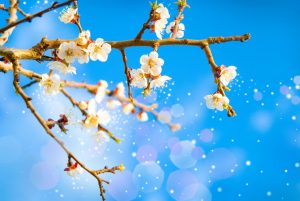 آلرژی به گرده گیاهان آلرژی به گرده گیاهان