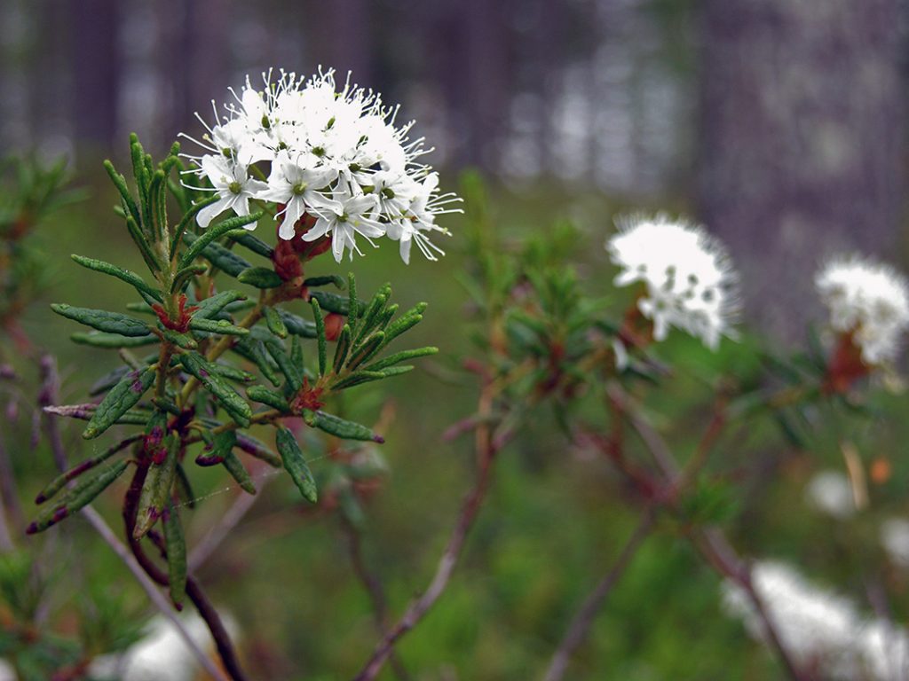 چای مارش