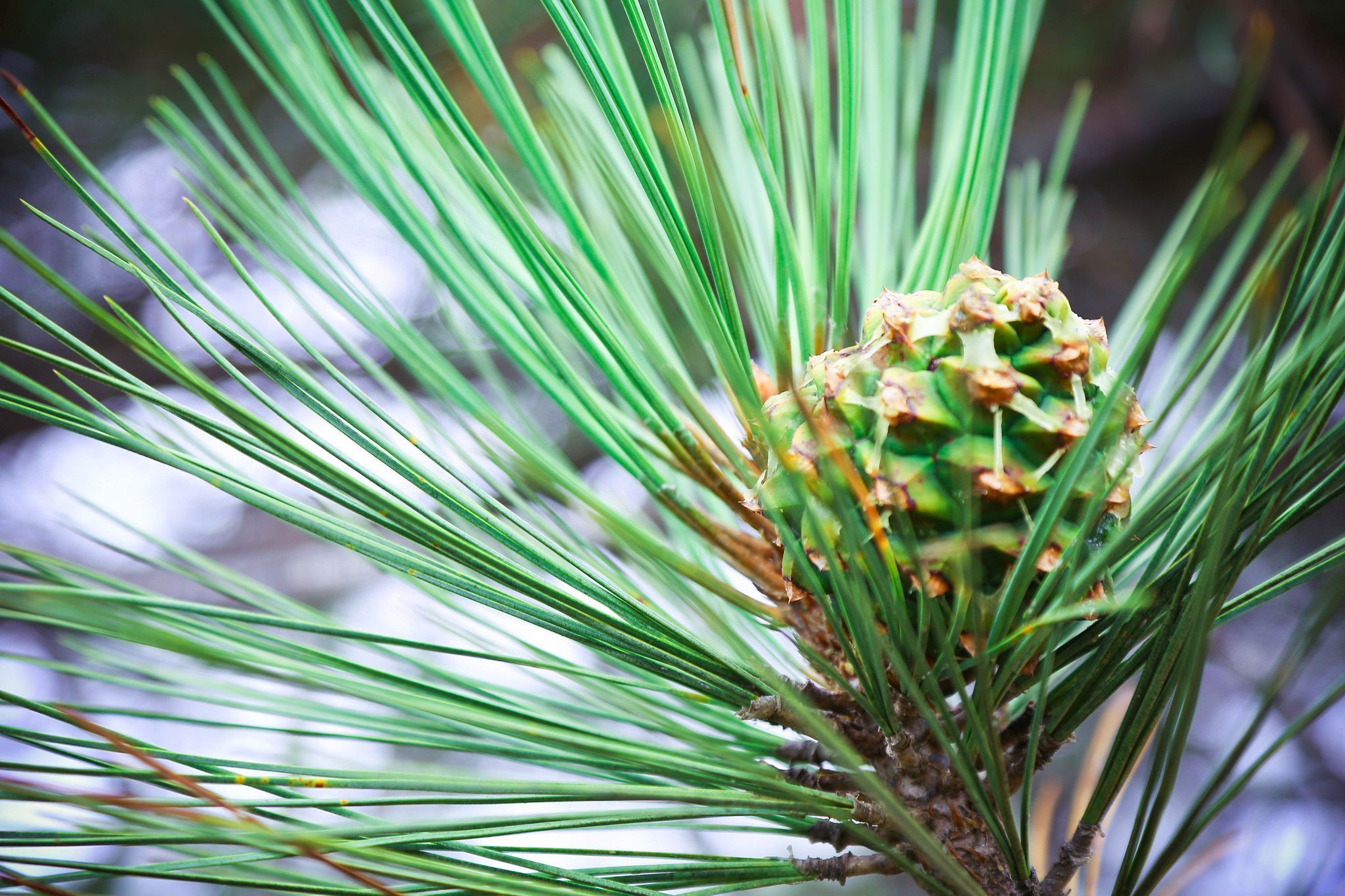 Сосна Кедровая Pinus Cembra. Pinus Cembra шишки. Pinus Cembra 'Lagazuoi'. Pinus species.