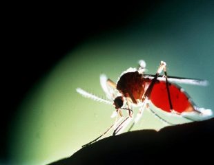 مالاریا