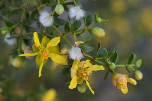 بلوط درختچه ای و همیشه بهار بلوط درختچه ای و همیشه بهار
