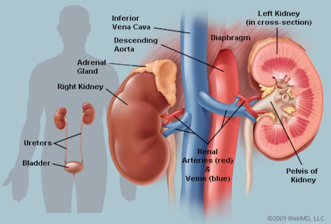 ultrasound pictures of kidneys and bladder