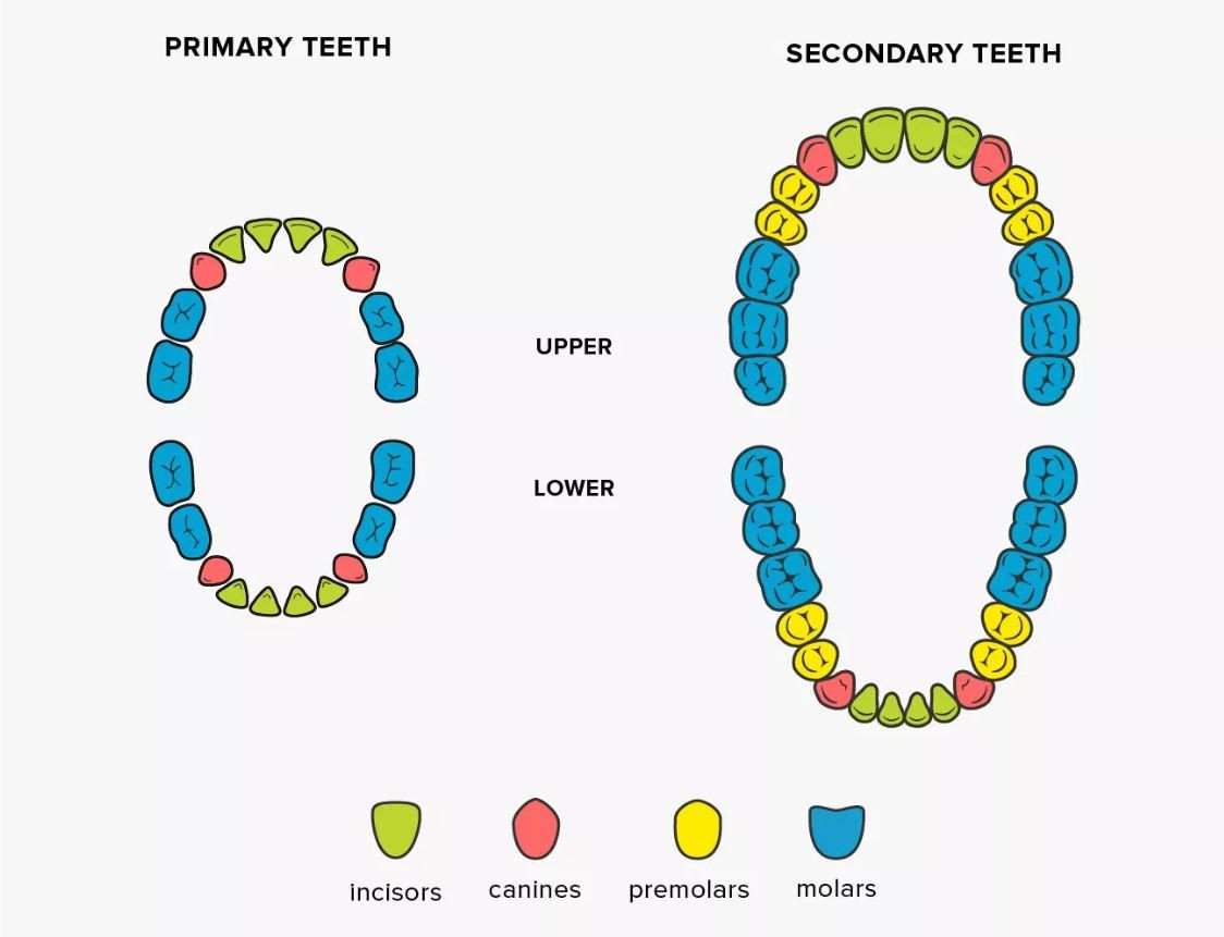 انواع دندان ها ، چه نامیده می شوند ؟