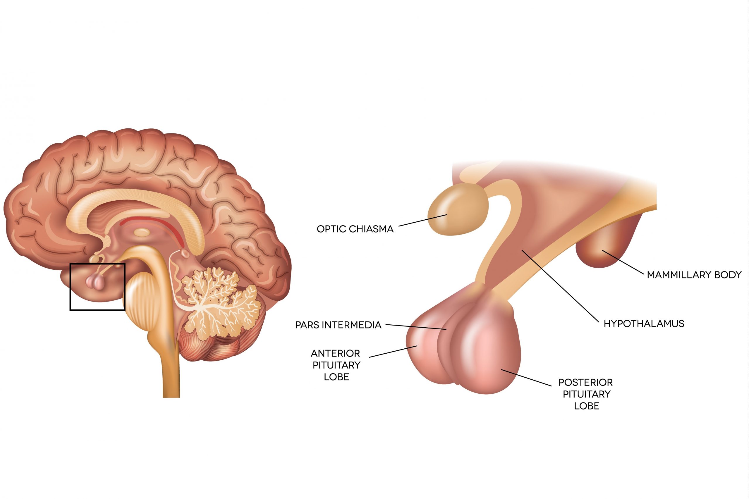 Glandula pineal donde esta